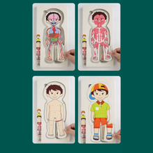 Cargar imagen en el visor de la galería, Rompecabeza de Capas Cuerpo Humano