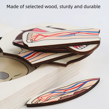 Cargar imagen en el visor de la galería, Rompecabeza de Capas Cuerpo Humano