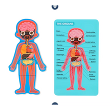 Cargar imagen en el visor de la galería, Rompecabeza de Cuerpo Humano Niño