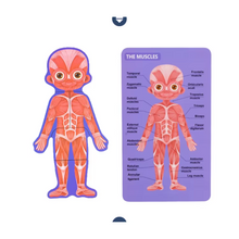 Cargar imagen en el visor de la galería, Rompecabeza de Cuerpo Humano Niña