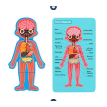 Cargar imagen en el visor de la galería, Rompecabeza de Cuerpo Humano Niña